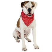 Collier bandana pour chien DOOGY