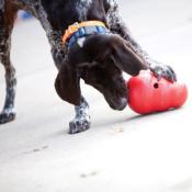 Jouet KONG Wobbler pour chien